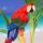 Normal_tropical_colors_826741_88689_t
