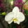 Orchideak_1-005_826250_43276_t