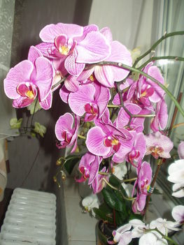 orchideák 2