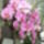 Orchideak_2-005_826253_73432_t