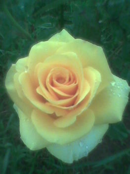 Sárga-rózsa