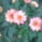 törpe-menyecskevirág