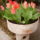 Tulipanos_hatterkepnek_827453_49107_t