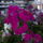 Langvirag-001_828741_82721_t