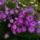 Langvirag_828740_32837_t