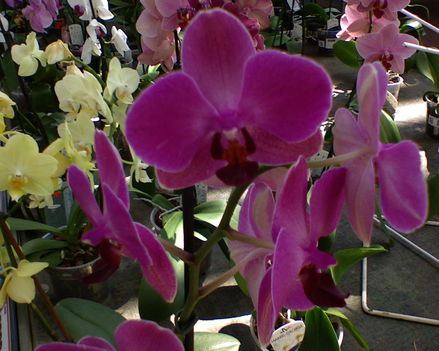 orchidea