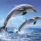 dolphins_poster_l_ph0238