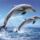 Dolphins_poster_l_ph0238_802288_23490_t