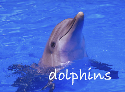 gc_dolphins
