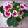 Gloxinia_820654_66980_t