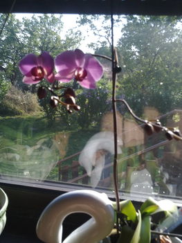 Orchideám az ablakban...