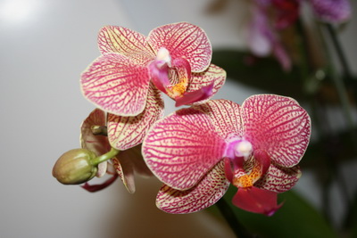 Phalaenopsis - Lepkeorchidea