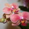 Phalaenopsis - Lepkeorchidea