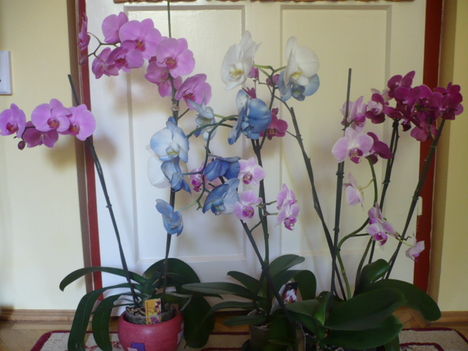 Virágzó orchideáim együtt