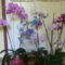 Virágzó orchideáim együtt