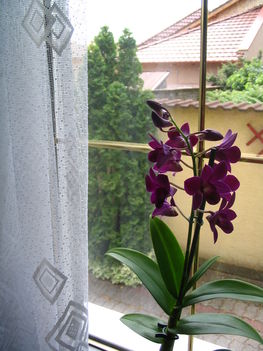 2010.06.17 (Dendrobium)