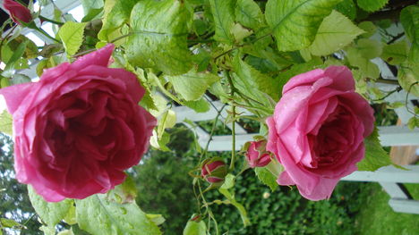 " Élet  az esőben...avagy: " Rózsa-szerelem???"...hümmm