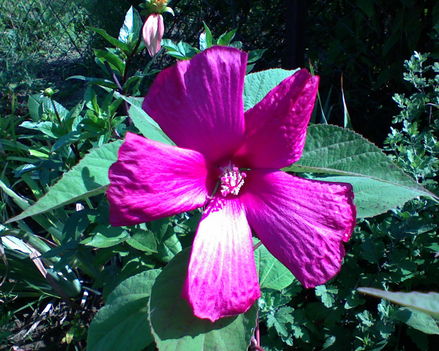 Mocsári hibiszkusz