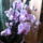 Orhidea_831315_50913_t
