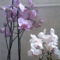 orhideák