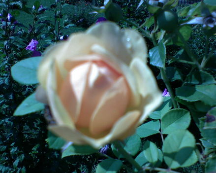 rózsa