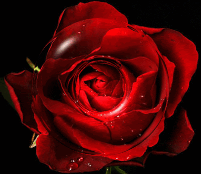 rózsa puszi minden szívnek