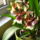 Sne_aniko_orchideaja-003_831571_11501_t