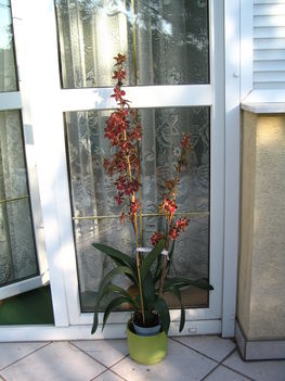 Sné Anikó orchideája