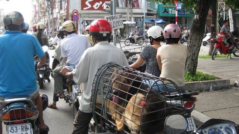Vietnam:  állat szállítás