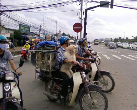 Vietnam:  állat szállítás - elöl ül a főkutya
