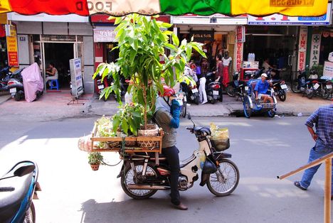 Vietnam:  Szobanövény szállítás