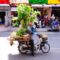 Vietnam:  Szobanövény szállítás