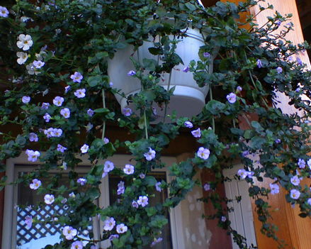 bakopa virág