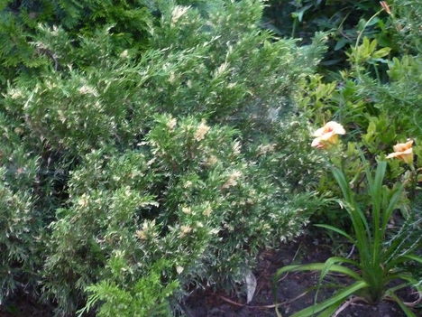 P1010137