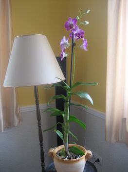 Rózsaszí orchidea 1.