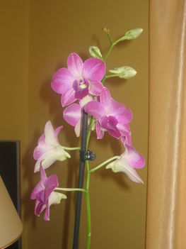 Rózsaszín orchidea 2.