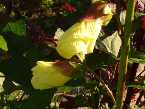 Az első mocsári hibiszkus bimbók