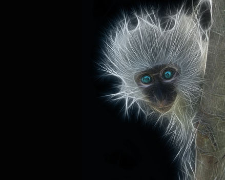 Monkey-Fractal-blue-eyes