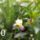 Irisz_az_orok_noszirom_838916_78380_t