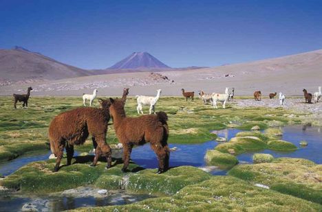 Legelésző lámák , Chile szépséges tájain