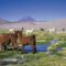 Legelésző lámák , Chile szépséges tájain