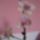 Orchidea-001_838078_47747_t