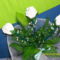 (3)fehér rózsák