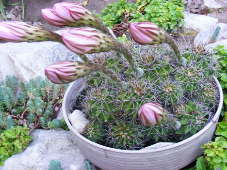 bimbózó kaktusz