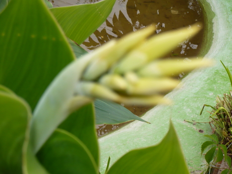 Canna bimbó