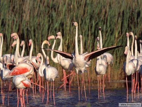 Flamingók 2
