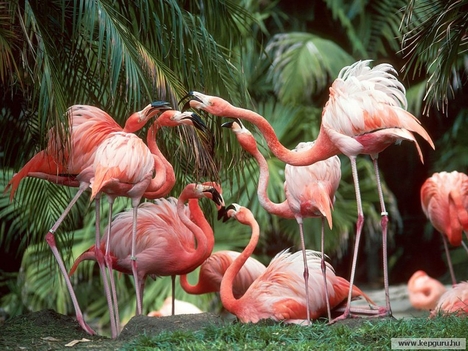 Flamingók 3