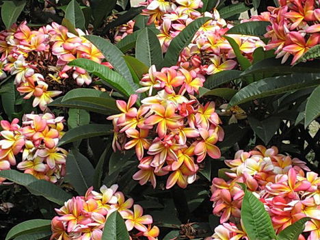 frangipani-fa:Plumeria