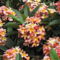 frangipani-fa:Plumeria