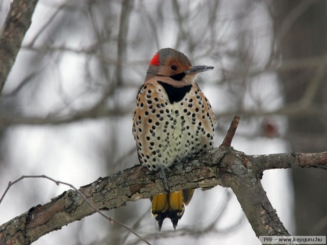 Northern_flicker